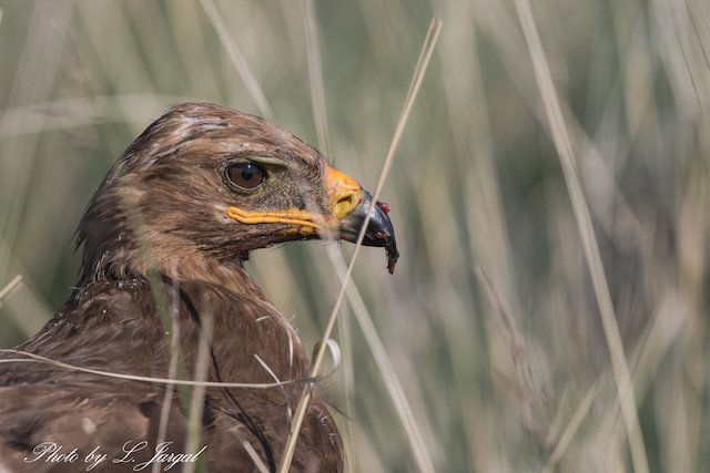 Хээрийн бүргэд  (Aquila nipalensis)